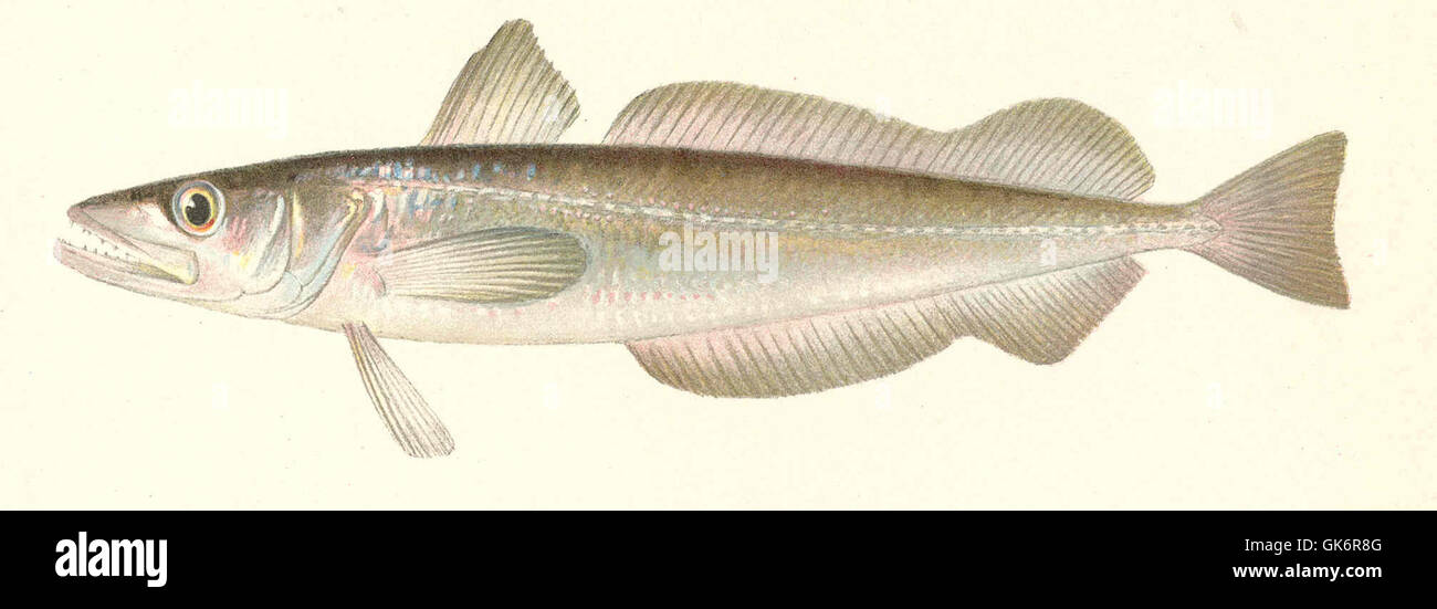 Il merlano (Merluccius bilinearis) è una specie di pesci che si trova lungo la costa atlantica del Nord America. È apprezzato per il suo sapore delicato ed è comunemente usato in cucina. Il merlano è una specie chiave nella pesca commerciale. Foto Stock