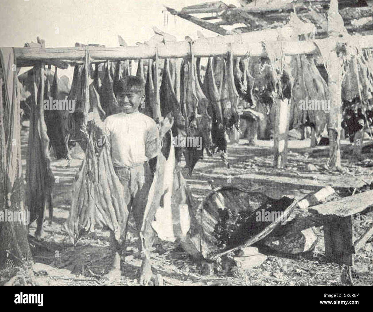 Lobos de Tierra, un metodo usato per asciugare squali e pesci di chitarra senza sale, tradizionalmente praticato nelle regioni costiere. Questo processo aiuta a preservare il pesce per la conservazione a lungo termine senza refrigerazione. Foto Stock