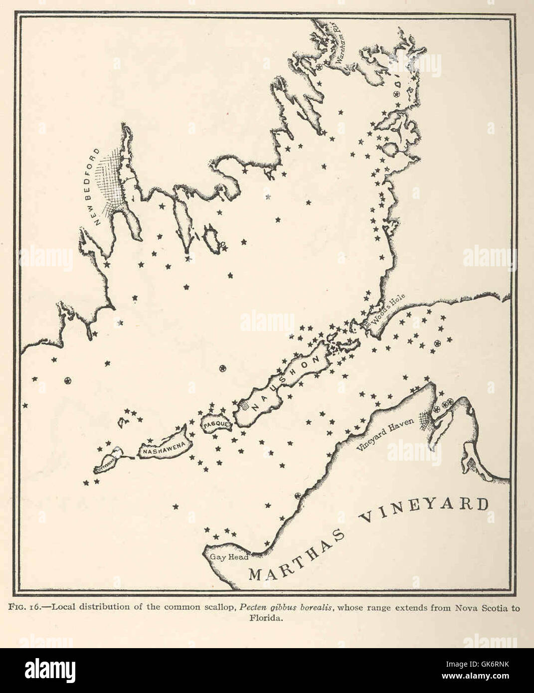 La capesante comune, Tecten gibbus borealis, è distribuita lungo la costa atlantica dalla nuova Scozia alla Florida. Questa specie svolge un ruolo importante negli ecosistemi marini, spesso raccolti per il cibo e utilizzati in varie industrie commerciali. Foto Stock