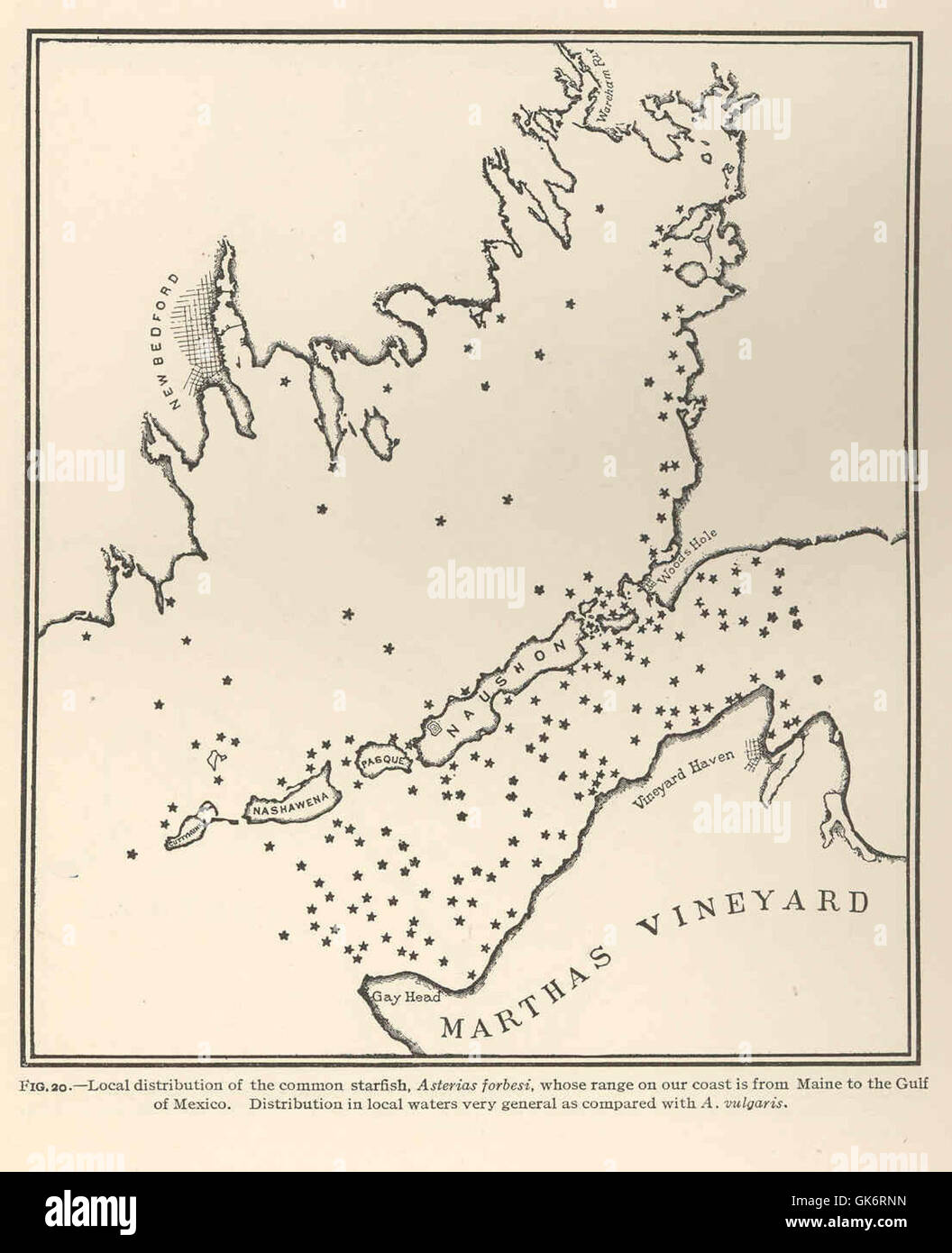 Questa immagine mostra la distribuzione locale della stella marina comune, Asterias forbesi, che si trova lungo la costa dal Maine al Golfo del Messico. La specie è nota per la sua simmetria radiale e la capacità di rigenerare gli arti persi. Foto Stock