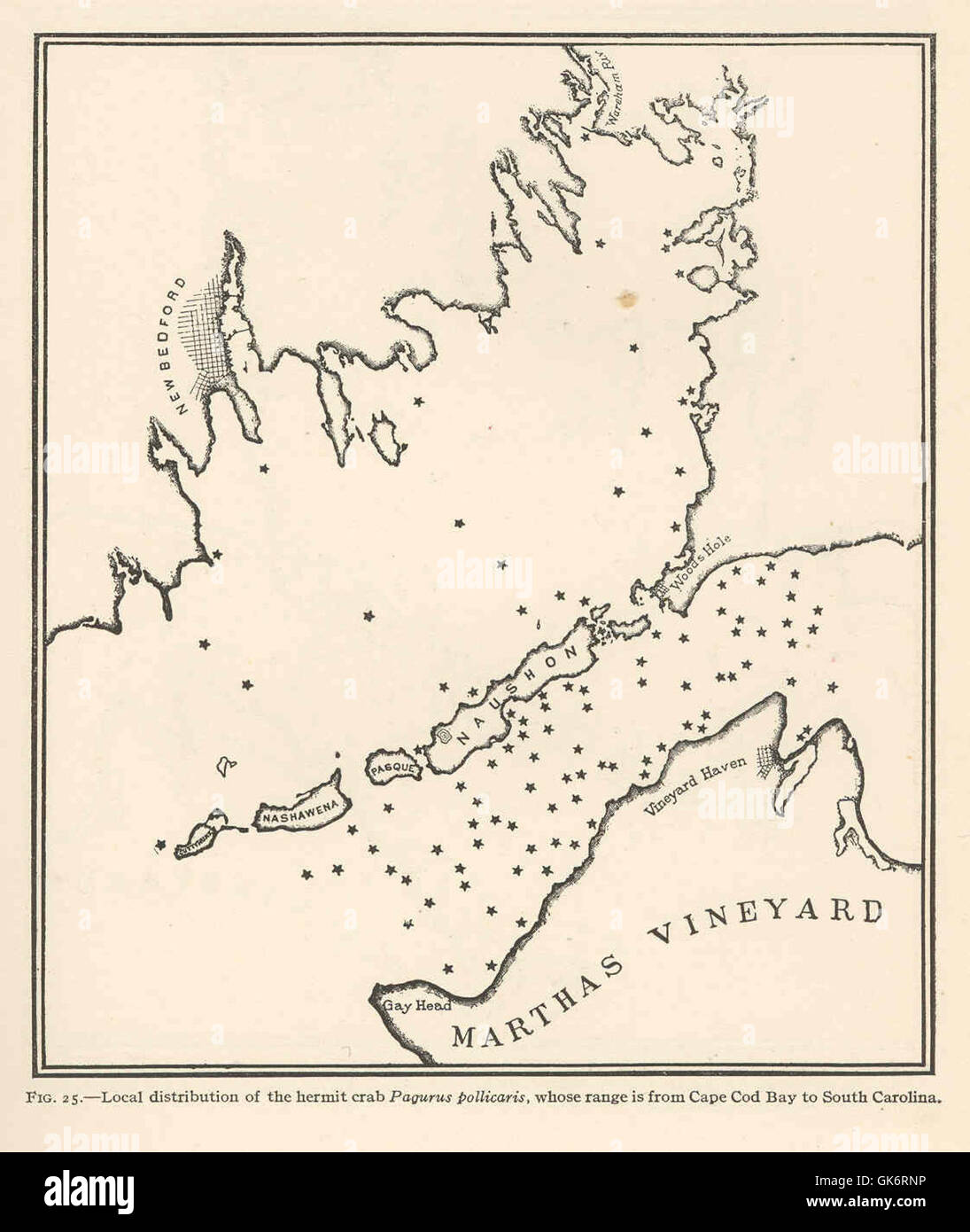 42307 distribuzione locale del granchio di eremita, Pagurus pollicaris, il cui intervallo è compreso tra la baia di Cape Cod la Carolina del Sud Foto Stock