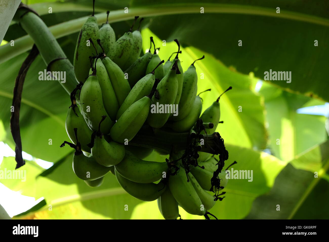 Un grappolo di banane che cresce su un albero Foto Stock