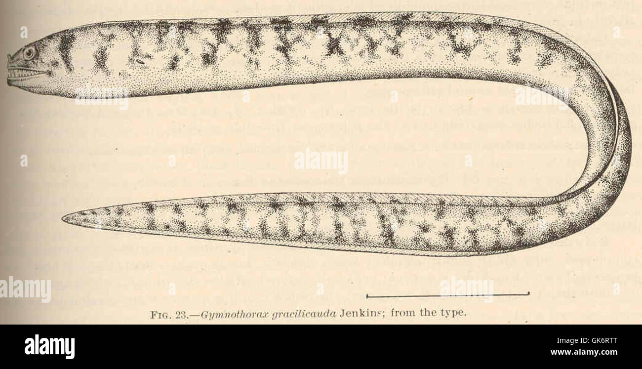 Questa illustrazione, intitolata "Gymnopthorax gracilicauda Jenkins", è tratta da un manoscritto storico che documenta la specie Gymnopthorax gracilicauda, mostrando un disegno intricato e antico con scritte e calligrafia ornate, tipico dei primi testi di storia naturale. Foto Stock Questa illustrazione, intitolata "Gymnopthorax gracilicauda Jenkins", è tratta da un manoscritto storico che documenta la specie Gymnopthorax gracilicauda, mostrando un disegno intricato e antico con scritte e calligrafia ornate, tipico dei primi testi di storia naturale. Foto Stock