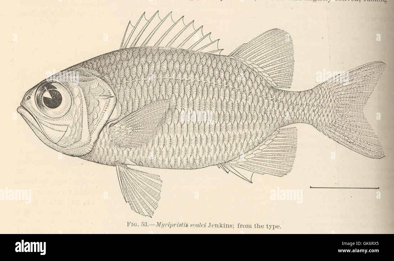 L'illustrazione di Myripristis scalei Jenkins, da un vecchio libro, mostra una prima rappresentazione della specie, completa di complicata calligrafia e dettagli manoscritti antichi. Questo disegno vintage rappresenta l'arte scientifica del passato. Foto Stock