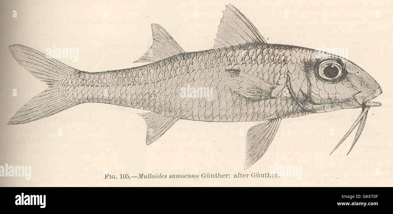 L'illustrazione intitolata '42473 Mulloides samoensis Gunther' raffigura una prima raffigurazione della specie, dettagliata in un antico manoscritto scientifico. Lo schizzo cattura gli aspetti storici dello studio biologico e riflette le scelte stilistiche dell'illustrazione scientifica di un'epoca passata. Foto Stock