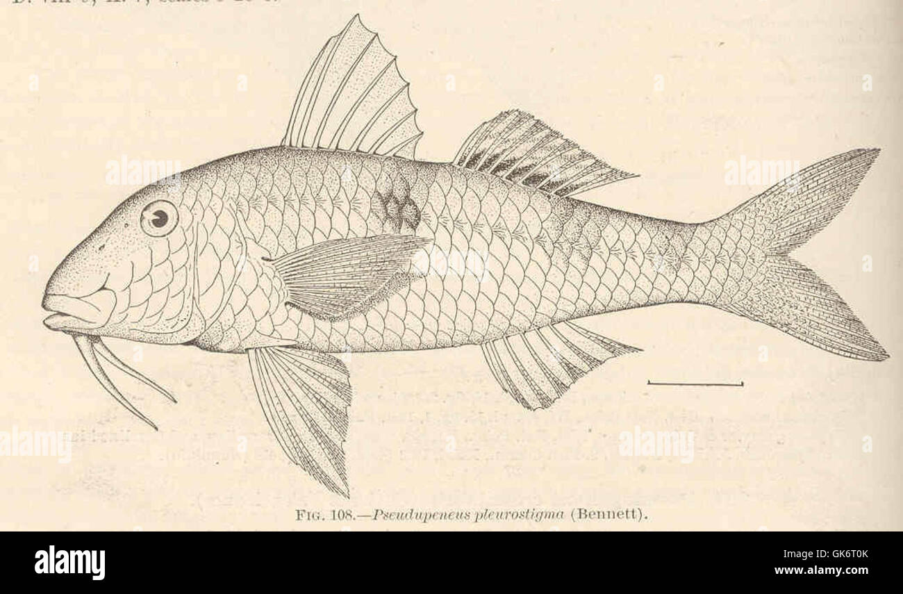 Questa illustrazione storica di *Pseudupeneus pleurostigma* (Bennett), una specie di pesci, fa parte di un antico manoscritto scientifico. L'immagine raffigura il pesce con accuratezza scientifica, riflettendo lo studio della biologia marina nel XIX secolo. Foto Stock