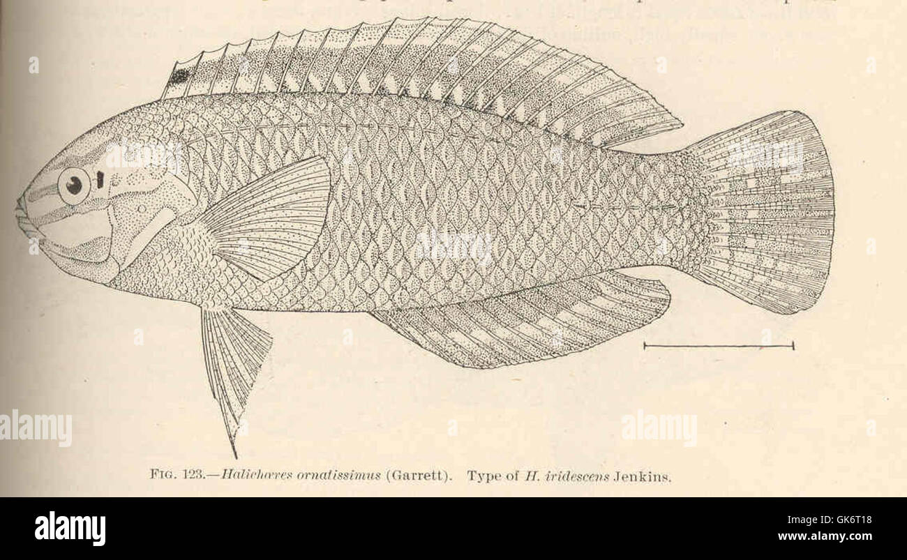 Questa illustrazione di Halichoeres ornatissimus, una specie ittica iridescente, proviene da un vecchio manoscritto. L'immagine combina dettagli botanici e zoologici con bordi decorativi ed elementi calligrafici, mostrando l'arte vintage dell'illustrazione della storia naturale. Foto Stock