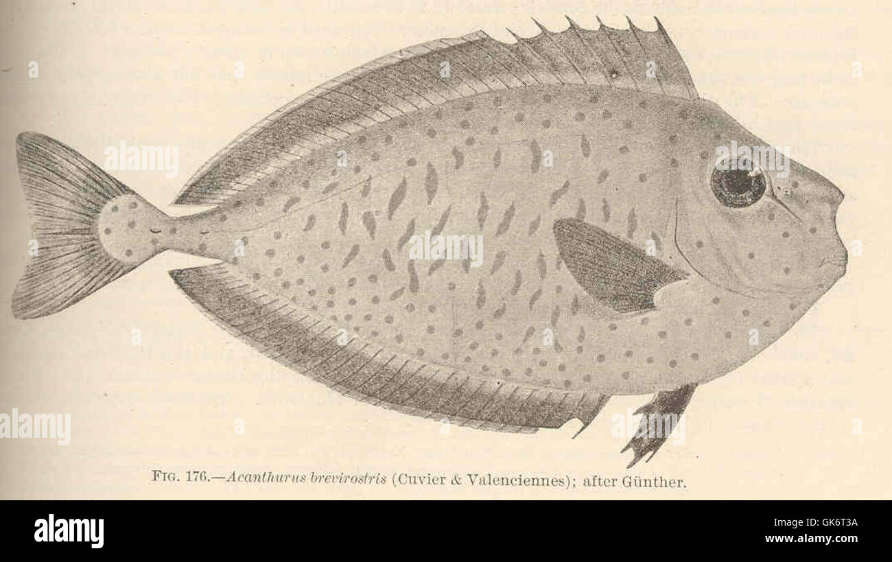 Questa illustrazione raffigura la specie ittica Acanthurus brevirostris, nota anche come pesce chirurgo, come documentato da Cuvier e Valenciennes. L'opera d'arte d'epoca mostra le caratteristiche fisiche del pesce e presenta una rappresentazione storica di un vecchio manoscritto scientifico. Foto Stock