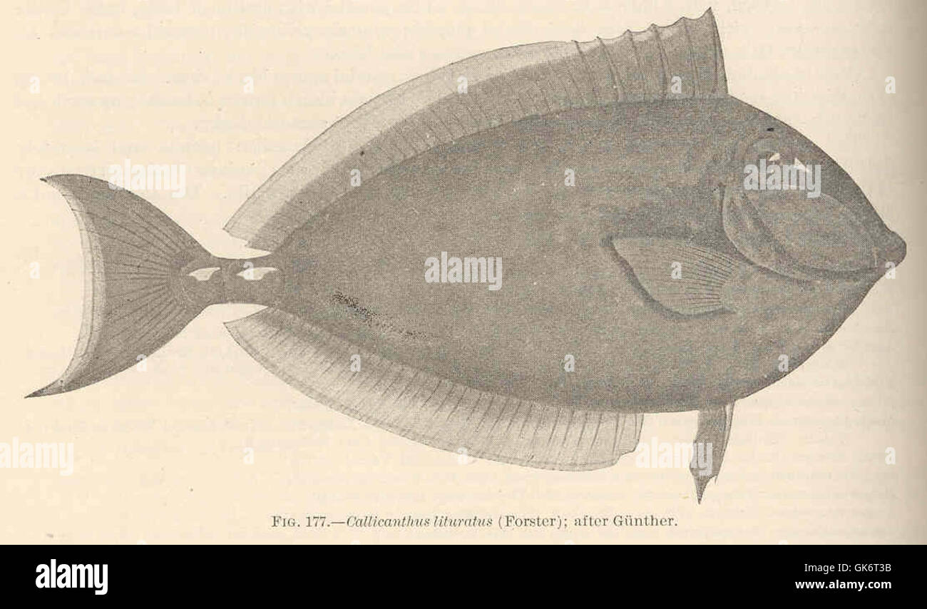 Questa illustrazione tratta da un vecchio libro mostra "Callicanthus lituratus", una specie di pesce, accompagnata da un'antica descrizione delle sue caratteristiche. Il disegno vintage esemplifica lo studio scientifico dettagliato del tempo. Foto Stock