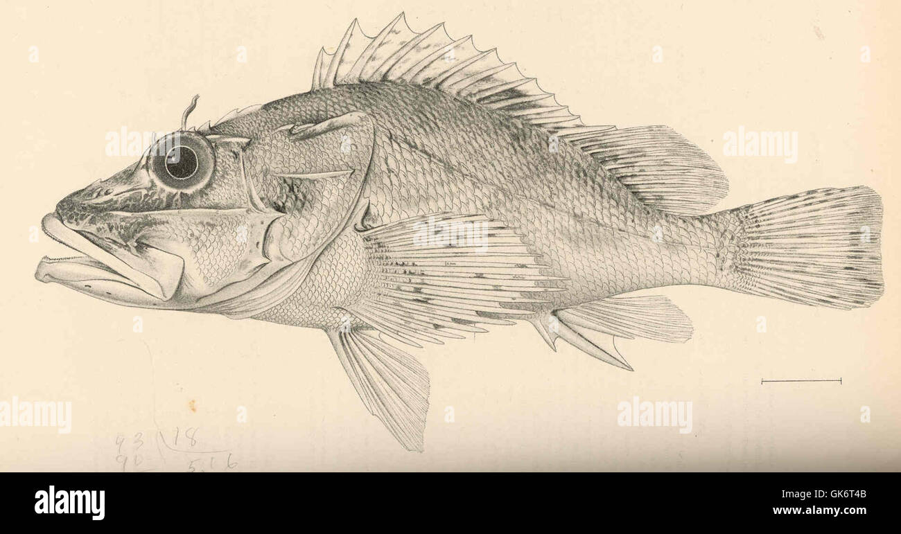 Questa illustrazione vintage tratta da un manoscritto scientifico raffigura *Merinthe macrocephalus*, una specie di pesci descritta per la prima volta da Sauvage. L'illustrazione evidenzia in dettaglio le caratteristiche peculiari di questa specie. Foto Stock