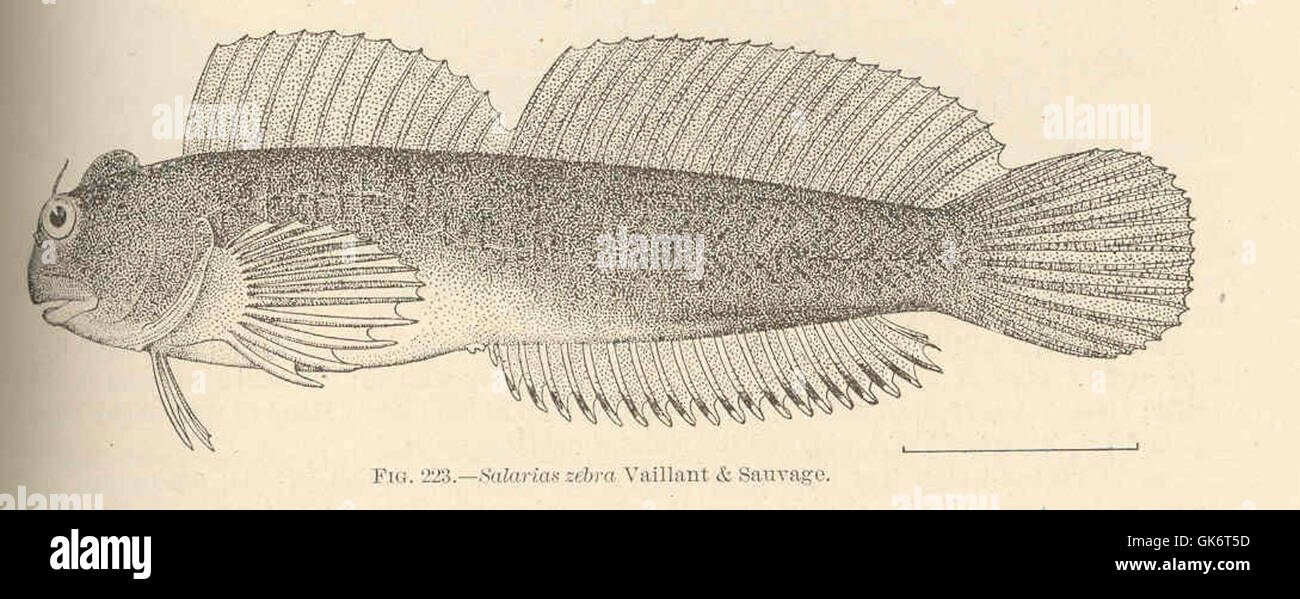 Questa illustrazione tratta da un manoscritto d'epoca raffigura la zebra di Salarias, creata da Vaillant & Sauvage. Il pezzo rappresenta la rappresentazione storica della zebra, mostrando le prime tecniche di illustrazione botanica e zoologica. Foto Stock