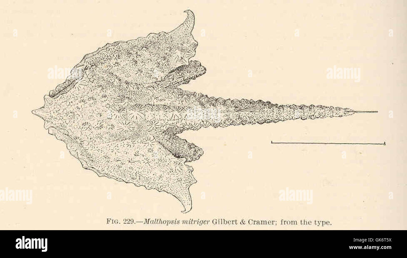 Questa illustrazione tratta da un libro antico mostra Malthopsis mitriger, una specie di pesce, accompagnata da una dettagliata descrizione scientifica. Il pezzo è un esempio di illustrazioni botaniche o zoologiche d'epoca. Foto Stock
