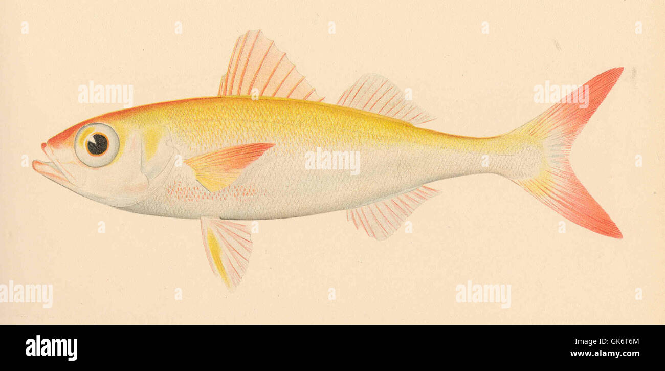 Questa illustrazione, tratta da un manoscritto storico, raffigura la specie ittica *Erythrichthys schlegeli* di Gunther. Il disegno d'annata offre uno sguardo scientifico al pesce, riflettendo i primi metodi di classificazione e l'illustrazione botanica del XIX secolo. Foto Stock Questa illustrazione, tratta da un manoscritto storico, raffigura la specie ittica *Erythrichthys schlegeli* di Gunther. Il disegno d'annata offre uno sguardo scientifico al pesce, riflettendo i primi metodi di classificazione e l'illustrazione botanica del XIX secolo. Foto Stock