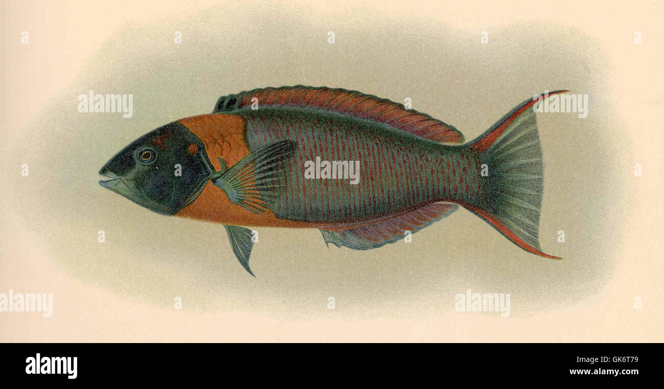 Questa illustrazione raffigura *Thalassoma duperrey* e *Hinalea lauli*, due specie di pesci noti per i loro colori vivaci. Presente nelle prime illustrazioni di storia naturale, questa opera fa parte di uno sforzo per documentare la vita marina durante il XIX secolo. Foto Stock