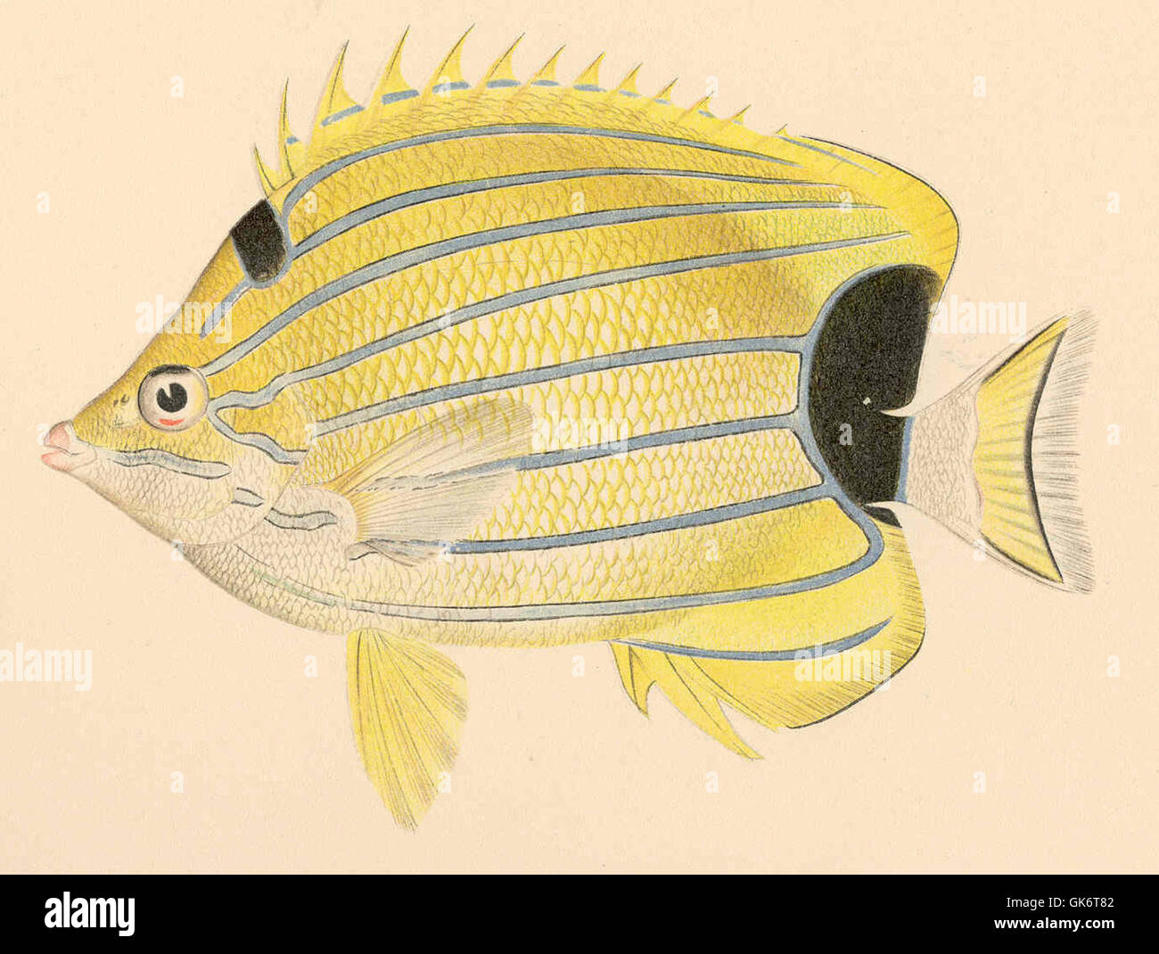 Questa illustrazione tratta da un antico manoscritto raffigura il Chaetodon fremblii, una specie di pesci farfalla. Lo schizzo mette in evidenza la storia naturale dettagliata e lo studio scientifico della vita marina durante un'epoca precedente, compresi i bordi ornati e il testo calligrafico. Foto Stock