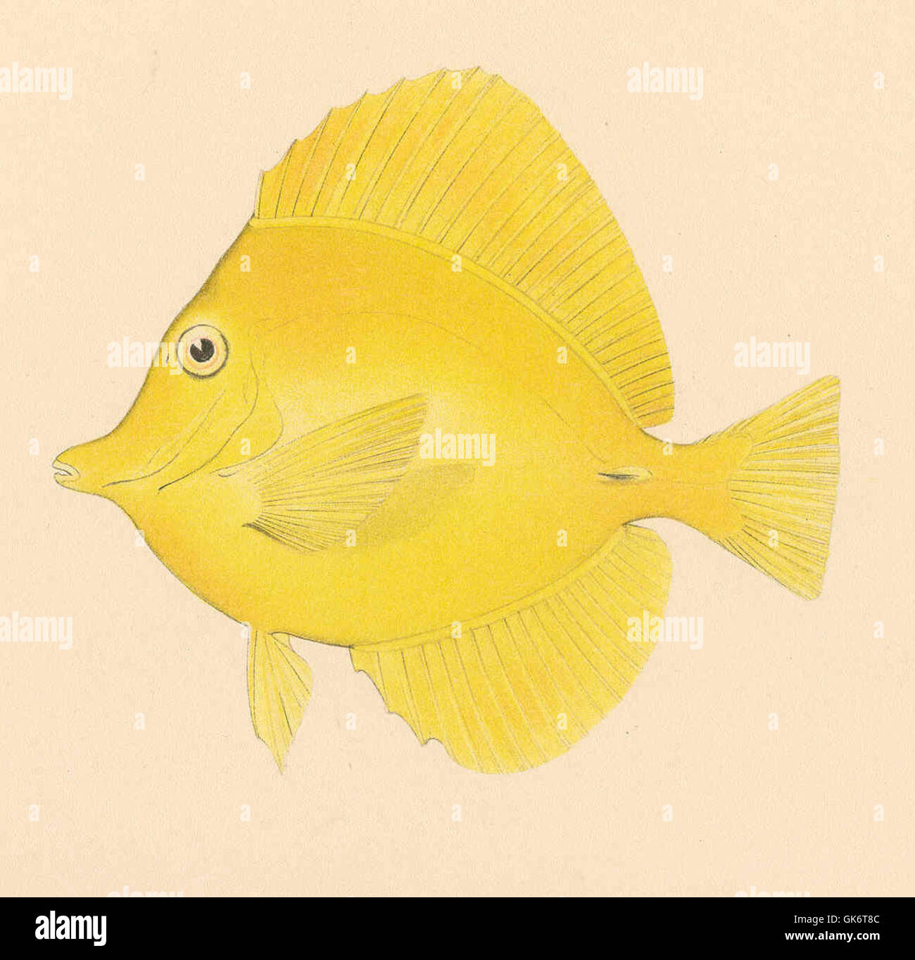 Questa illustrazione vintage di Zebrasoma flavescens (Bennett) dal manoscritto di Laipala offre uno sguardo sulla scienza naturale storica, catturando la specie in schizzi dettagliati e disegni decorati tipici dei libri illustrati del XIX secolo. Foto Stock