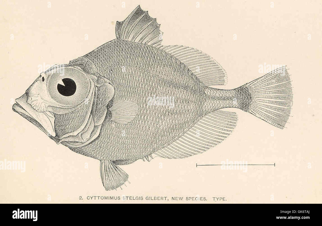 "Cyttomimus stelgis Gilbert" è una specie recentemente identificata, illustrata in un libro antico. La pagina include un disegno vintage, un carattere del manoscritto e una calligrafia, che offre una panoramica storica sulla classificazione biologica iniziale. Foto Stock