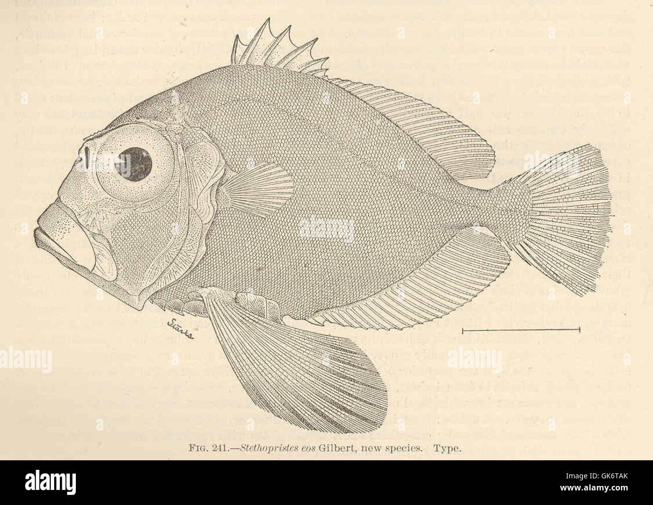 Illustrazione dello Stethopristes eos Gilbert, recentemente identificato, che mostra una raffigurazione vintage di un antico manoscritto. L'immagine presenta schizzi storici, calligrafia ornata e dettagli del bordo, che riflettono il suo significato storico e accademico. Foto Stock