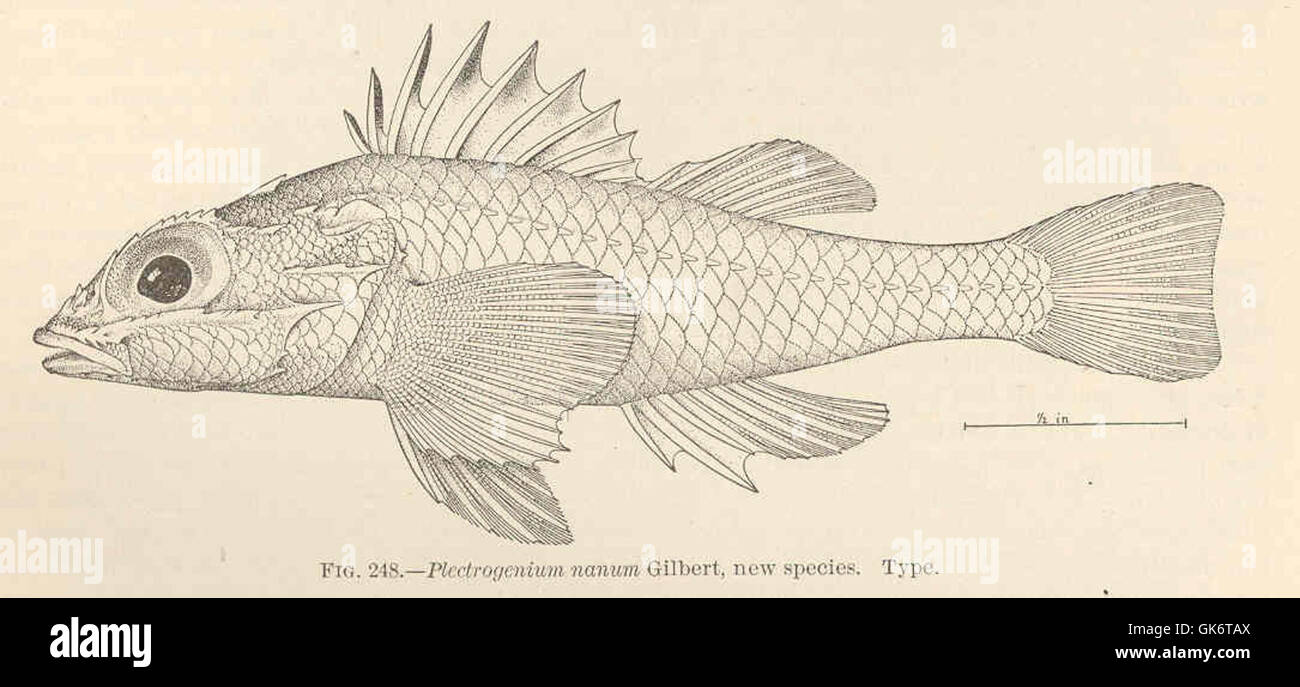 Il Plectrogenium nanum del 42710, una nuova specie scoperta e documentata in questa illustrazione botanica d'epoca, cattura i dettagli del suo tipo e delle sue caratteristiche attraverso uno stile manoscritto ornato. Foto Stock