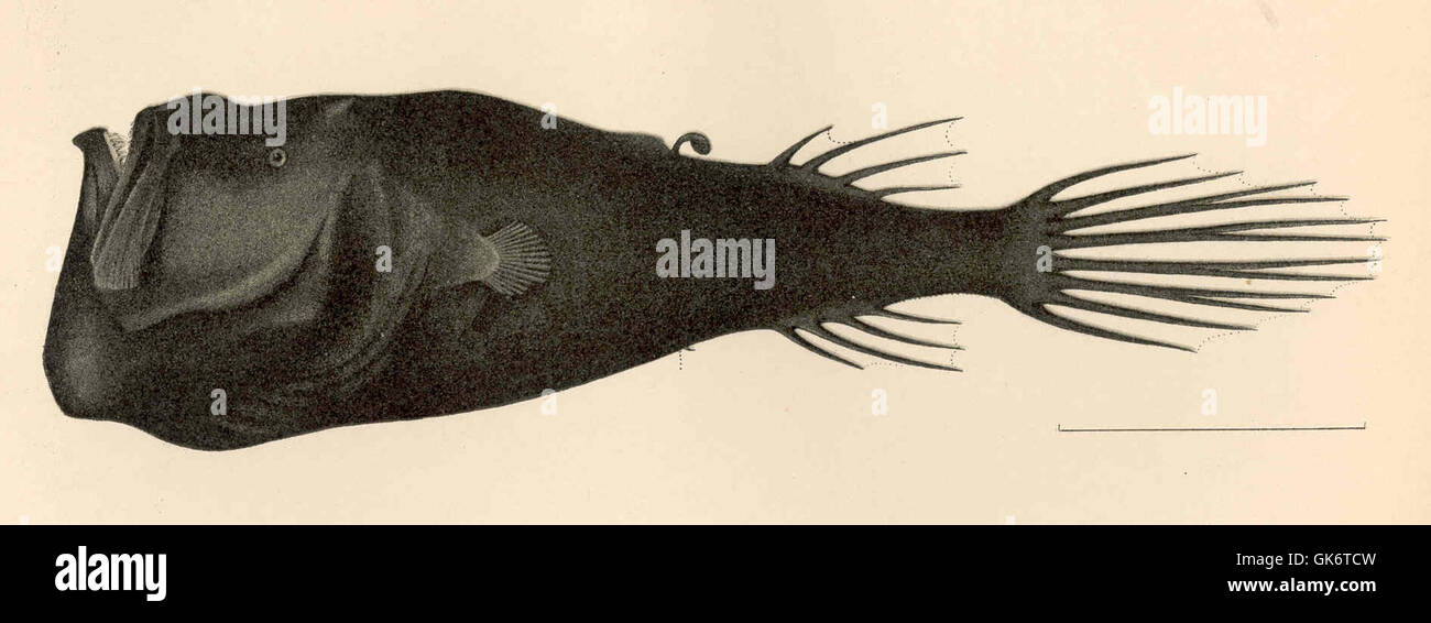 Questa illustrazione tratta da un manoscritto scientifico vintage raffigura la specie Miopsaras myops, nota anche come tipo di Gilbert. Il disegno evidenzia le caratteristiche fisiche del pesce, comprese le dimensioni, la forma e le caratteristiche uniche, sulla base di osservazioni dettagliate della specie. Foto Stock