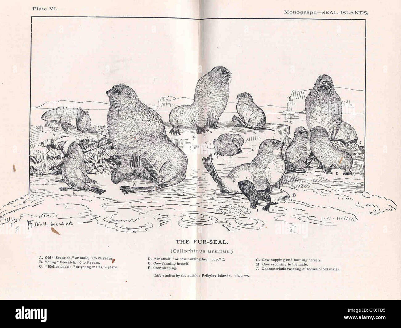 Questa illustrazione, raffigurante una foca pelliccia, cattura la bellezza naturale dell'animale nei minimi dettagli. Il disegno, ricavato da un libro d'epoca, fornisce un esempio di illustrazione zoologica e studi sugli animali. Foto Stock
