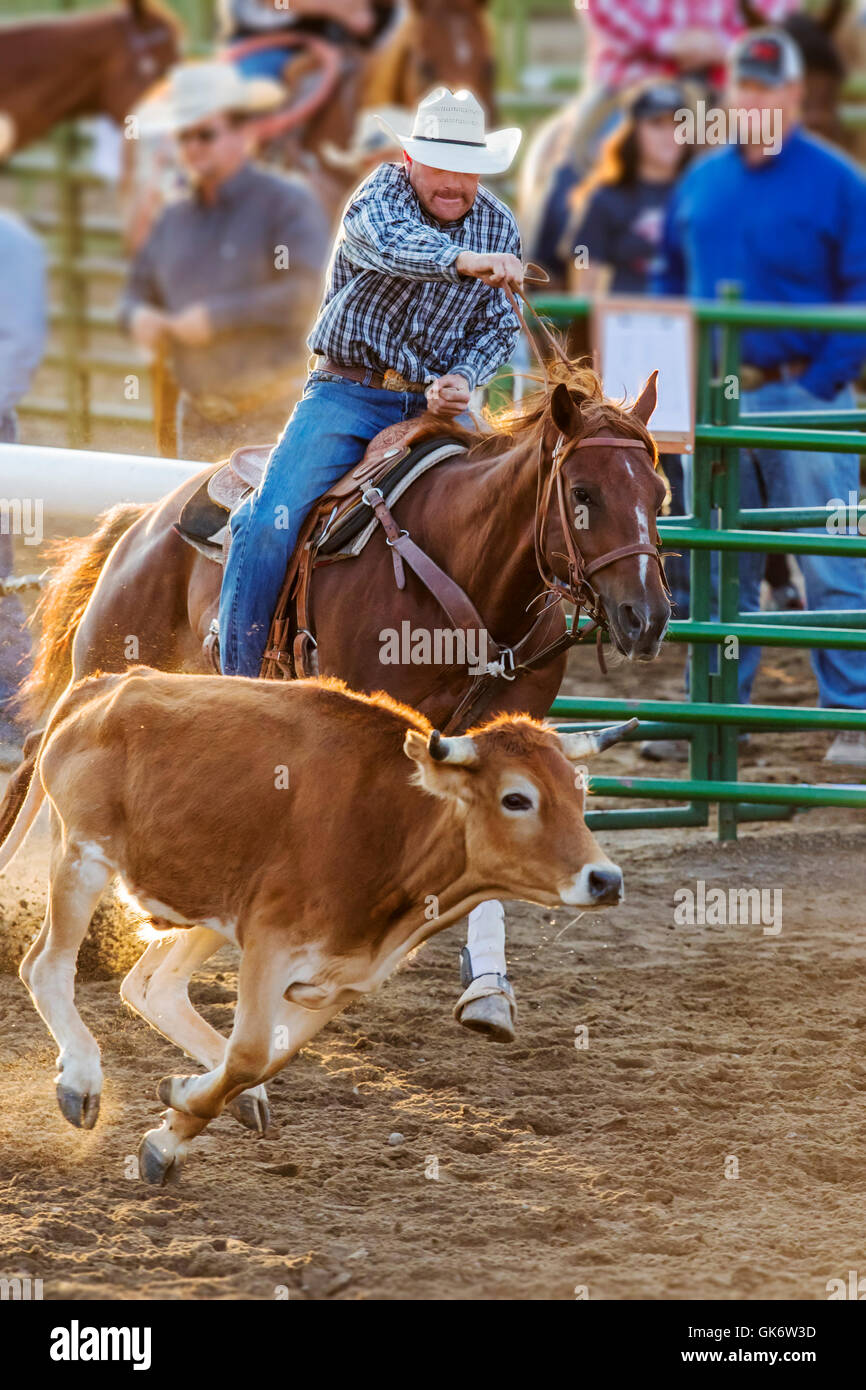 Rodeo cowboy a cavallo in competizione in steer evento di wrestling, Chaffee County Fair & Rodeo, Salida, Colorado, STATI UNITI D'AMERICA Foto Stock