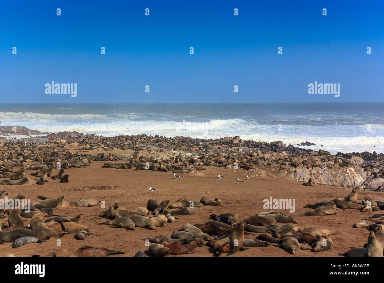 Capo le foche sulla spiaggia. Essi giacciono e riposare sulla spiaggia di Cape Cross. Ruvido oceano atlantico Namibia Africa. Foto Stock