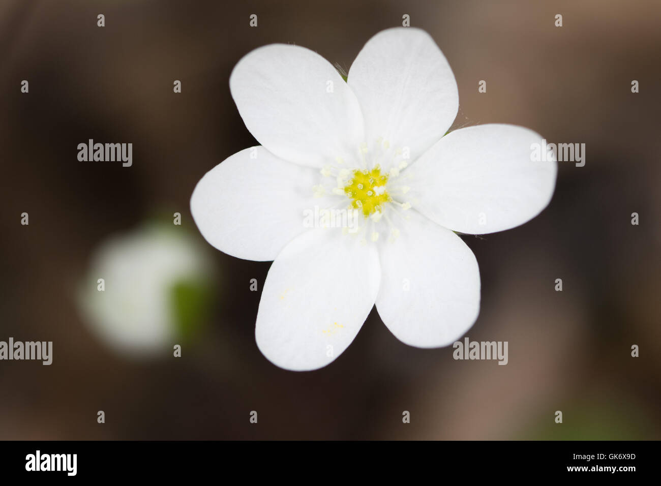 Liverleaf (Hepatica nobilis) fiore - variante bianca Foto Stock