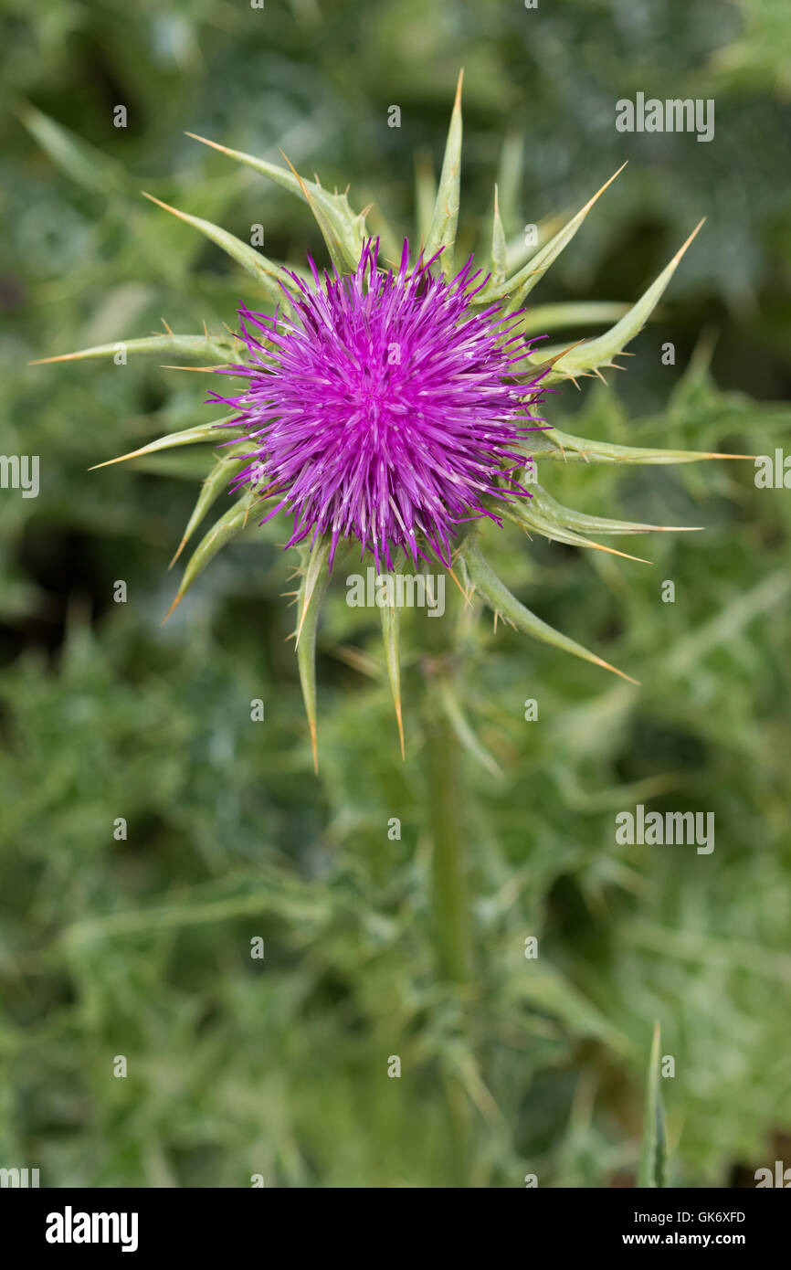 Cardo (Silybum marianum) fiore Foto Stock