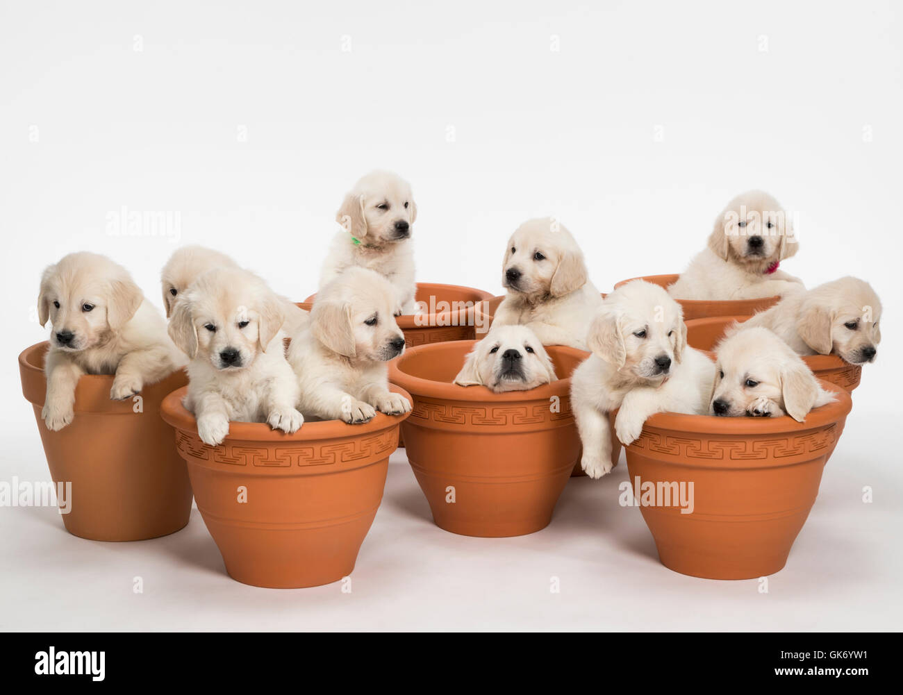 Studio foto di undici bianco - platinum - beige Golden Retriever cuccioli in vasi di fiori. Foto Stock