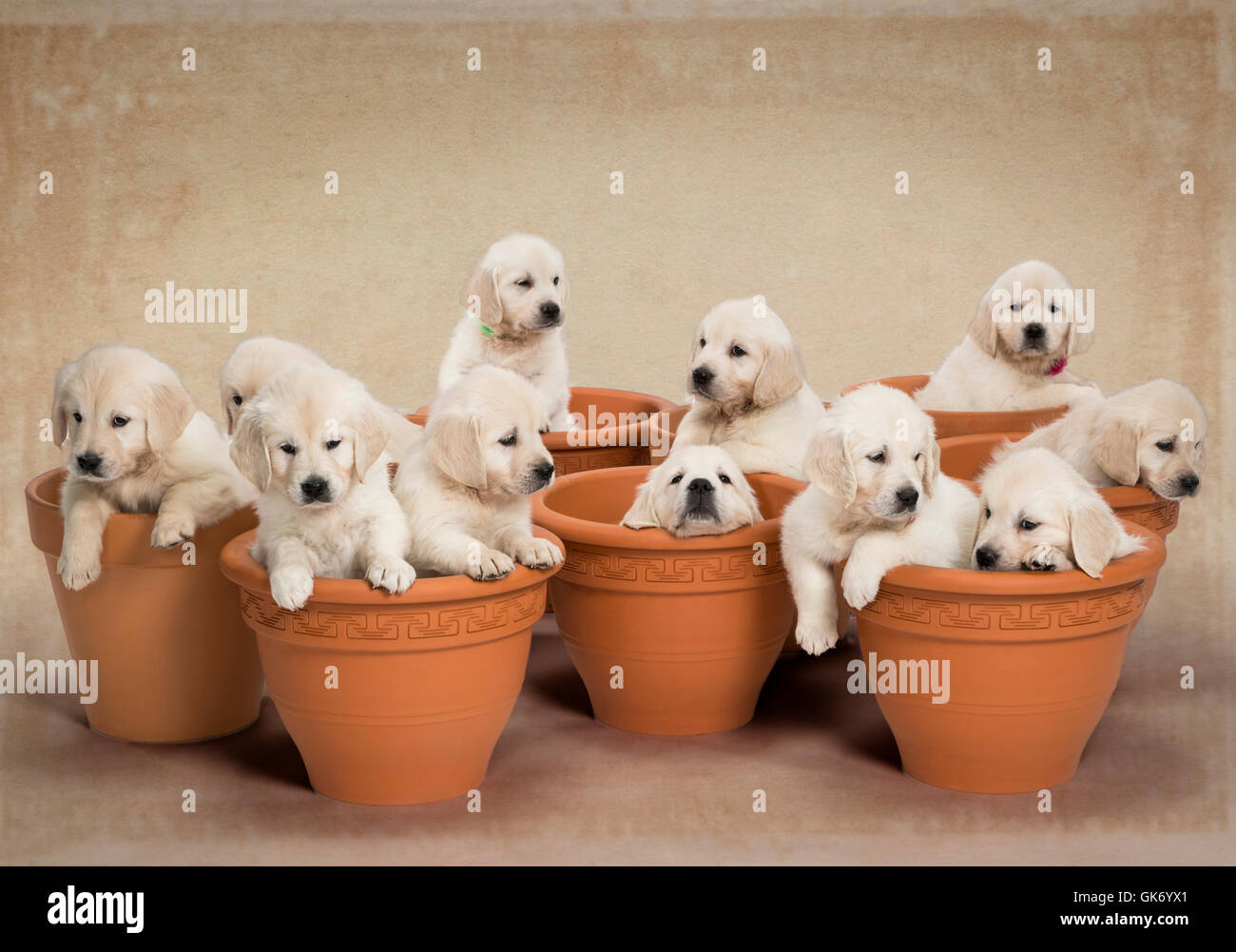 Studio foto di undici bianco - platinum - beige Golden Retriever cuccioli in vasi di fiori. Foto Stock
