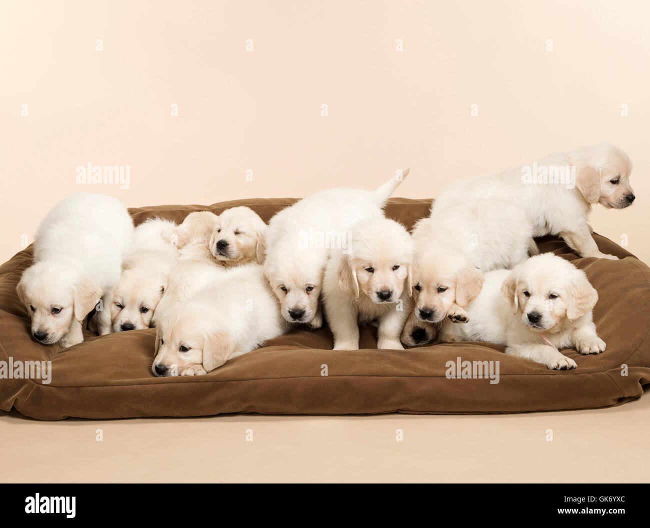 Studio foto di undici bianco - platinum - beige Golden Retriever cuccioli in un cane grande letto. Foto Stock