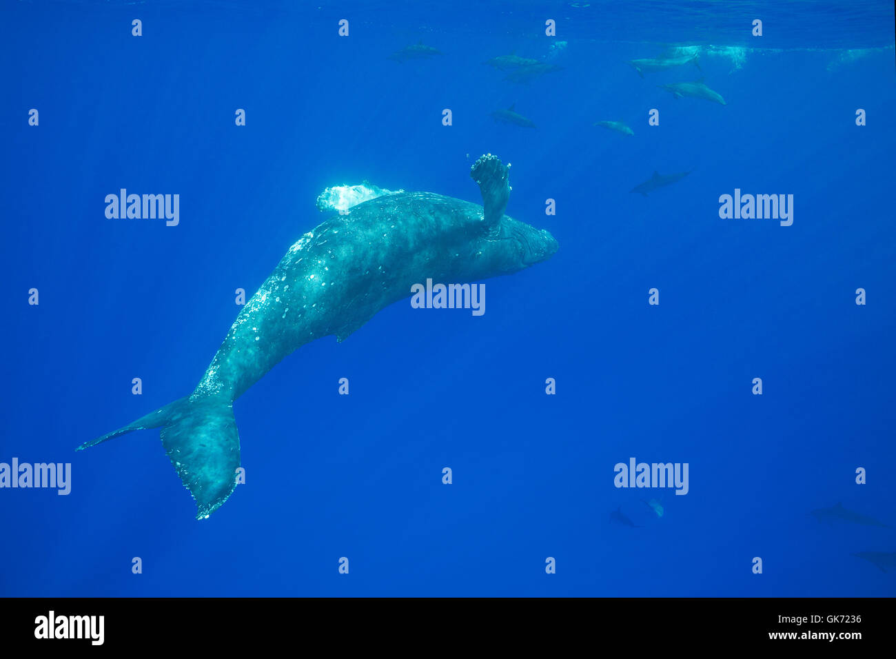 Femmina giovanile Humpback Whale, Megaptera novaeangliae, nuoto capovolto e cavorting con Hawaiian delino o Gra Foto Stock