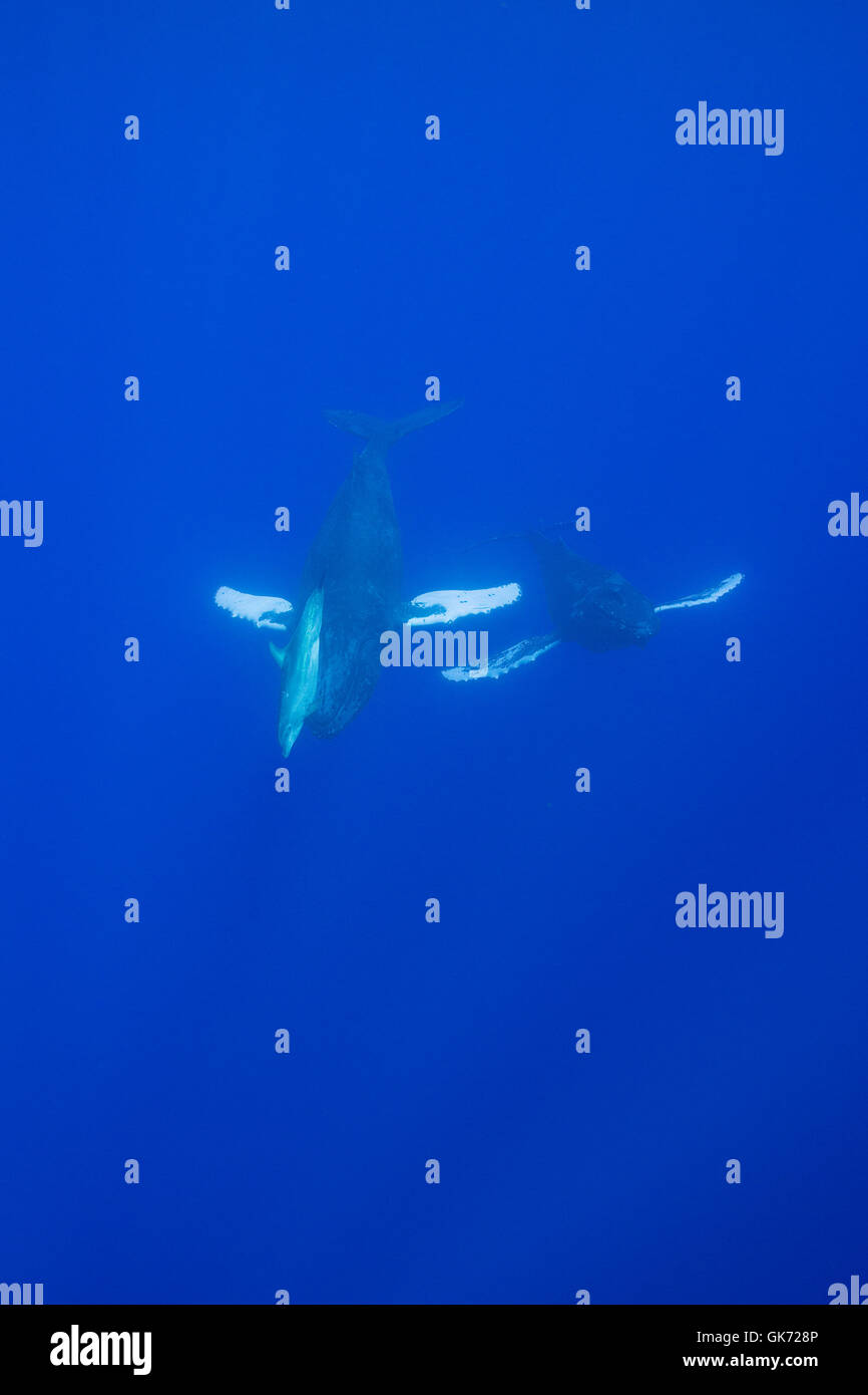 Il tursiope o delfino maggiore, Tursiops truncatus, cattura un giro libero mediante la stesura di una di una coppia di balene megattere, Megaptera novaeang Foto Stock