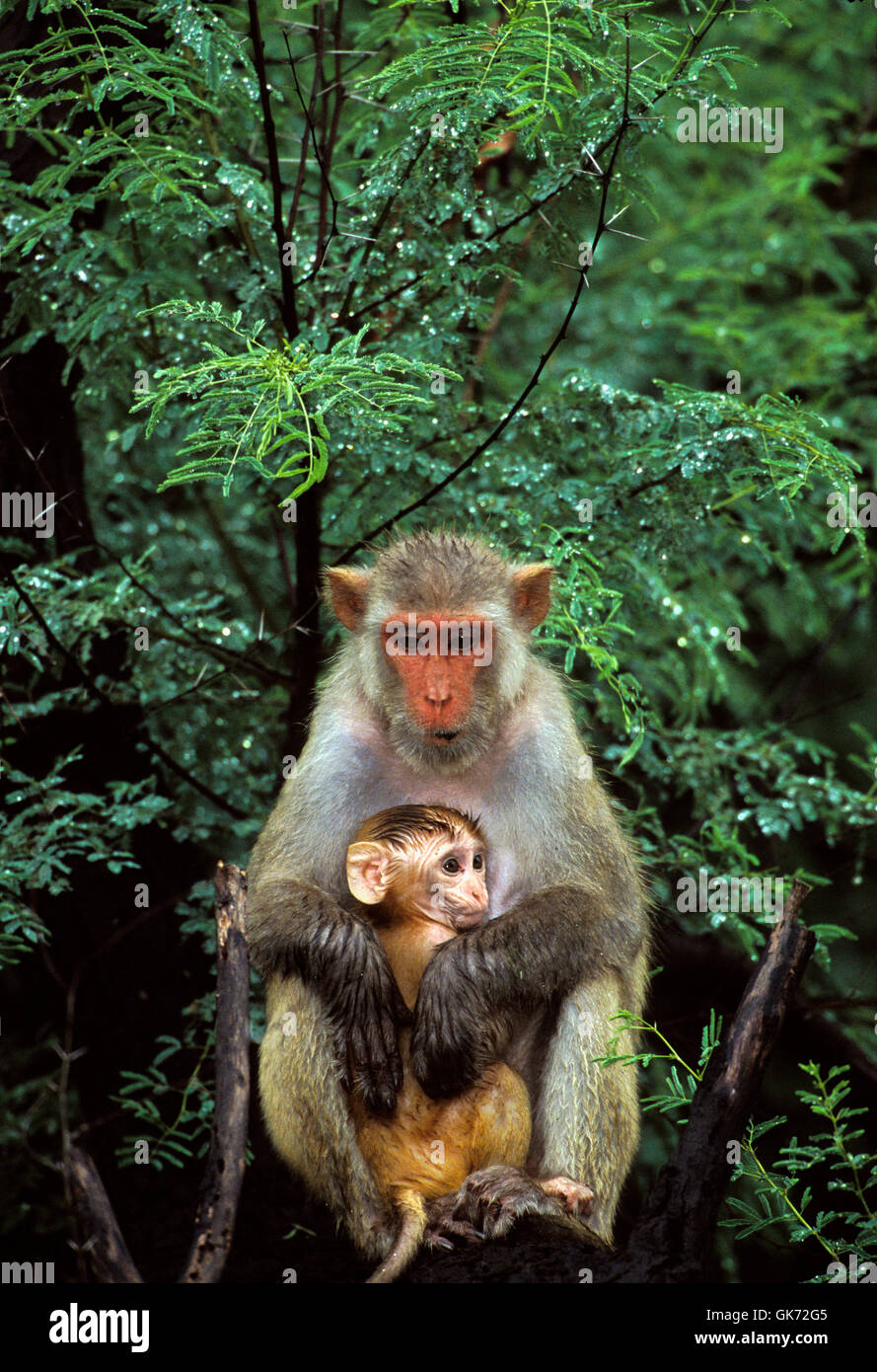 Macaco Rhesus, macaca mulatta, infantile con la madre nella struttura ad albero, Rajasthan, India Foto Stock