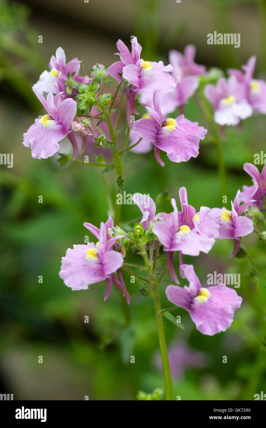Profumi di fiori d'estate di ripetere il blooming ardito perenne Nemesia denticulata "Confetti" Foto Stock