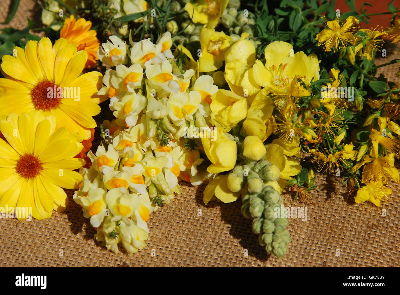 Tagete toadflax hypericum Foto Stock
