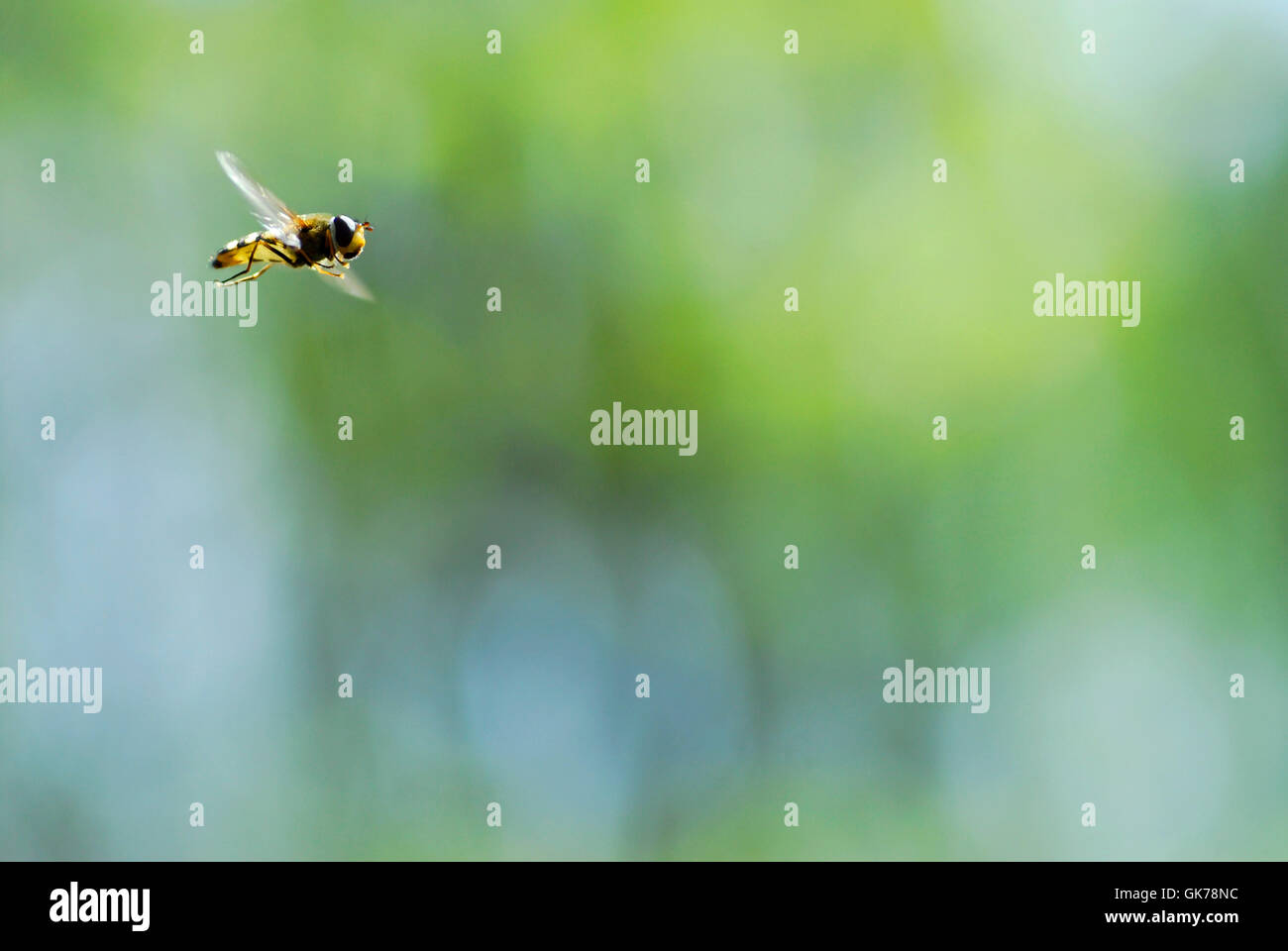 Volo di insetto di origine animale Foto Stock