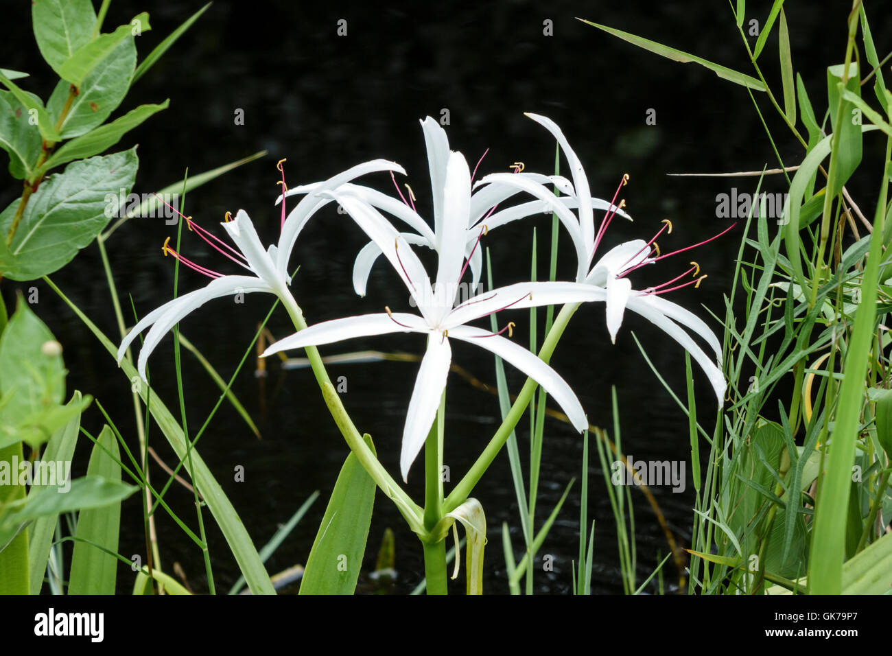 Florida,Sud,Tamiami Trail,Florida Everglades National Park,Shark Valley,zone umide tropicali,ambiente,habitat,ecosistema,vegetazione,fiore Foto Stock