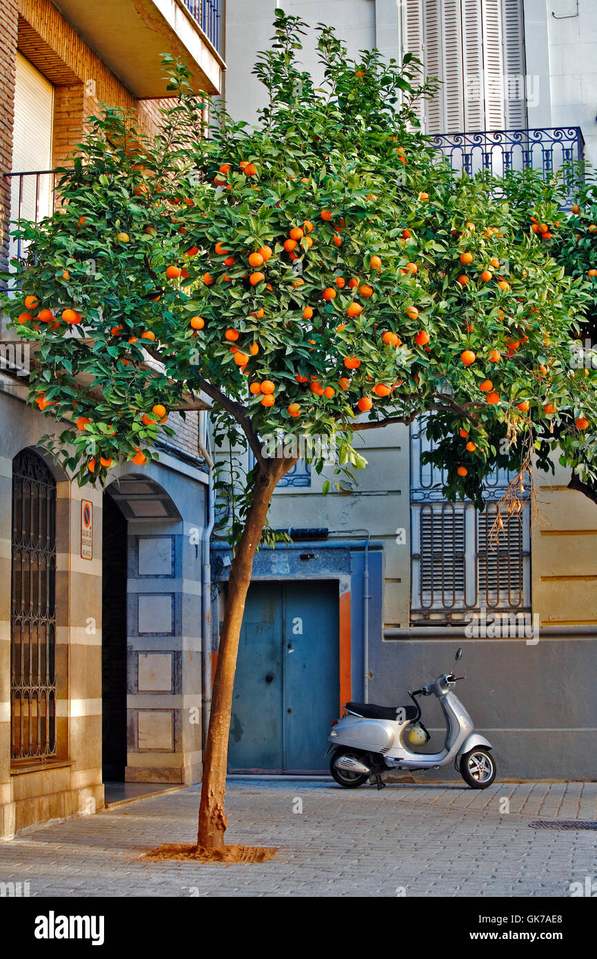 Orange inverno spagna Foto Stock