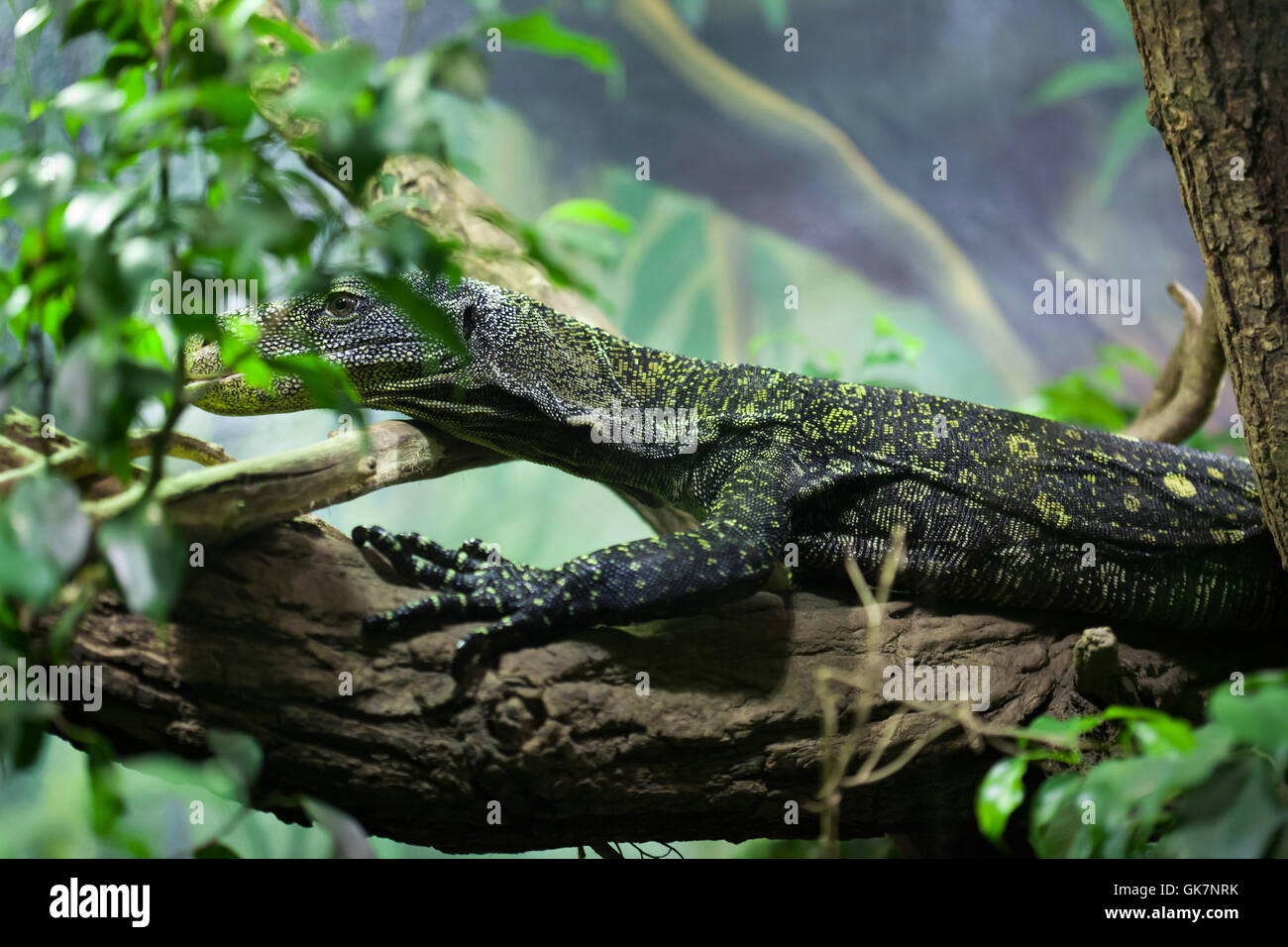 Monitor di coccodrillo (Varanus salvadorii), noto anche come Salvadori il monitor. La fauna animale. Foto Stock