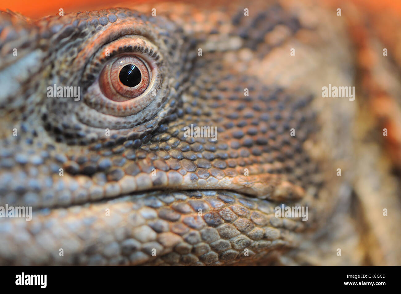 Iguana occhio closeup Foto Stock