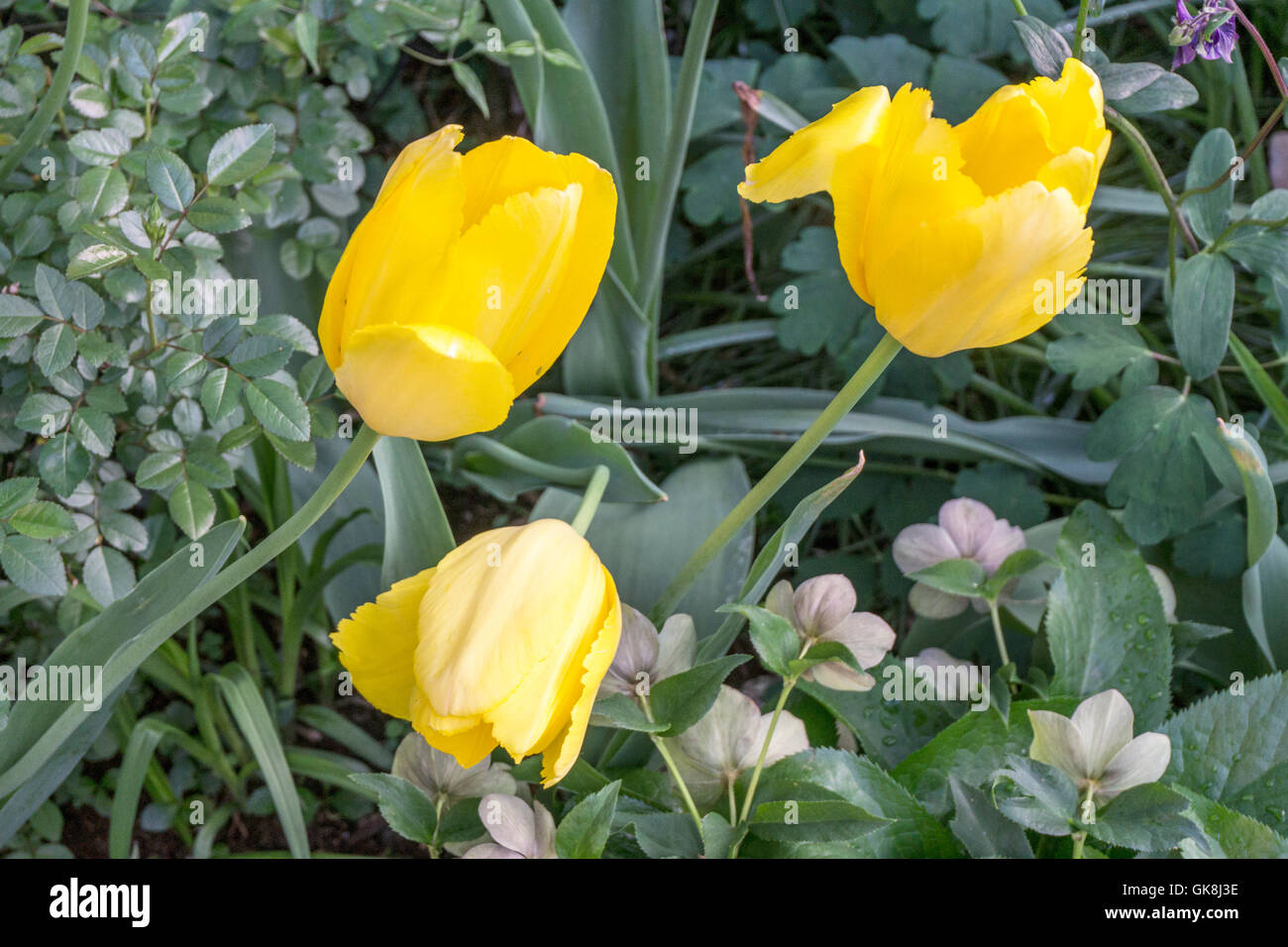 3 fresh molla gialla tulipani circondata da vegetazione che cresce in una comunità giardino in Hells Kitchen quartiere di New York City Foto Stock