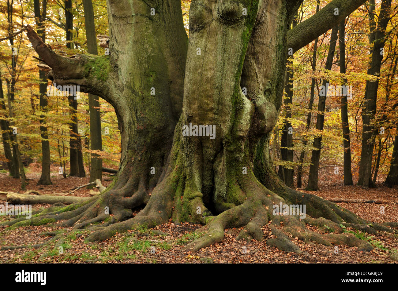 Prenota tronco intrico di alberi Foto Stock
