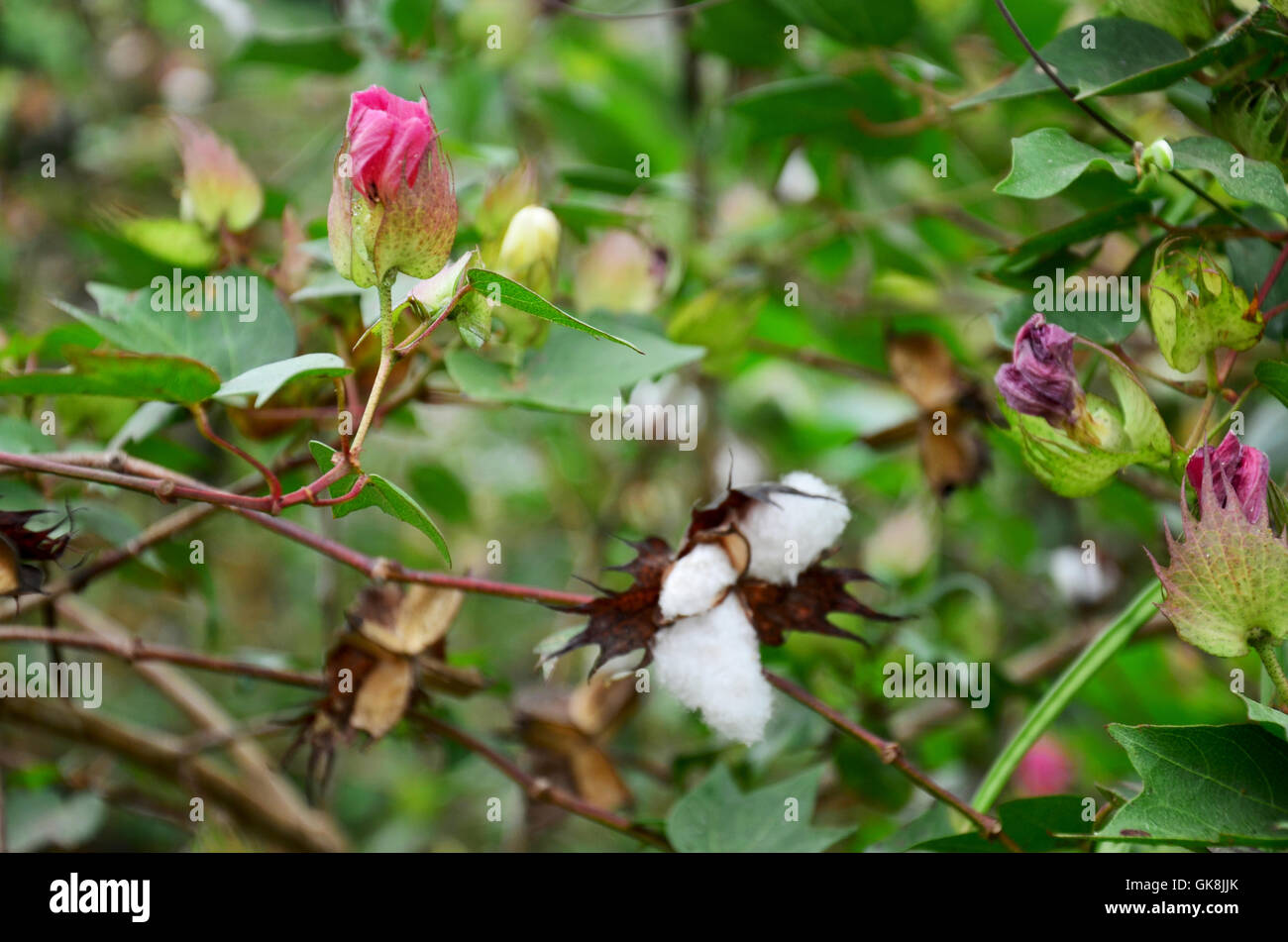 Fiore di Gossypium herbaceum o fiori di cotone su albero in giardino Foto Stock