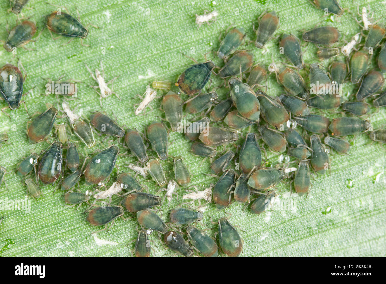 Oat afidi (Rhopalosiphum padi) su foglie di mais Foto Stock