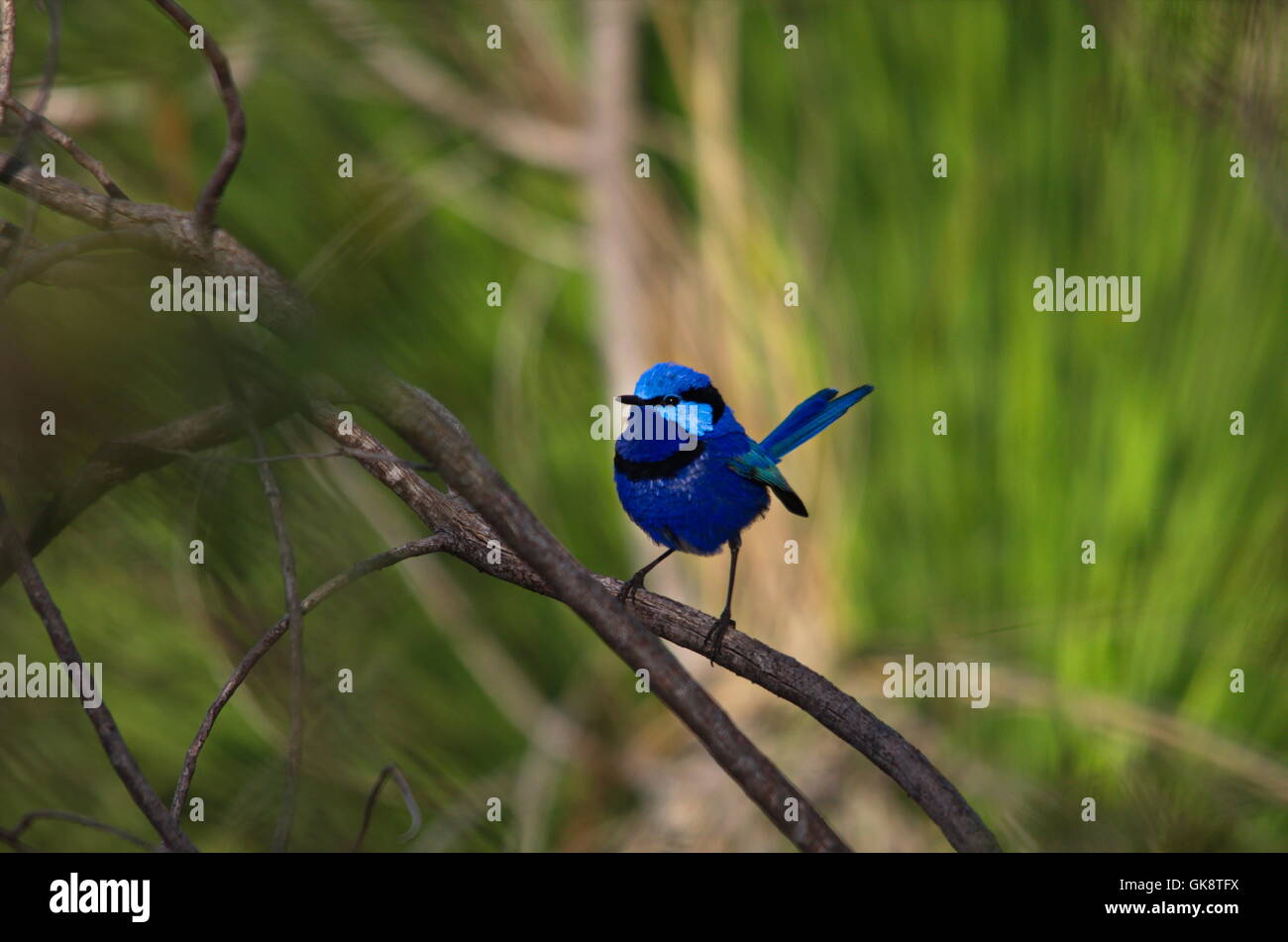 Maschio blu fata Wren, Malurus splendens, Australia Foto Stock