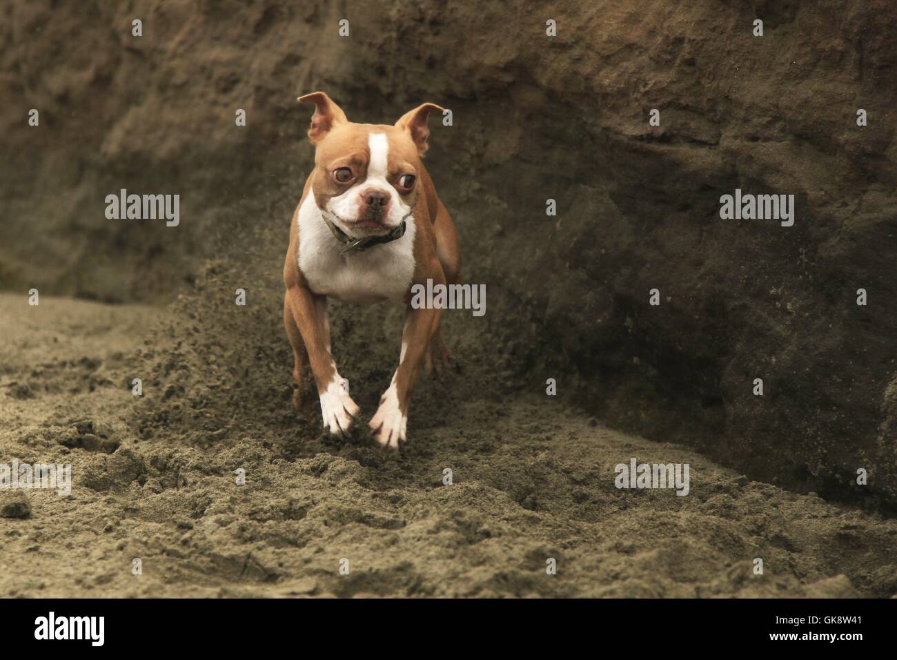 Boston Terrier cane scava e calci fino sabbia in spiaggia con le orecchie e gli occhi ampia Foto Stock