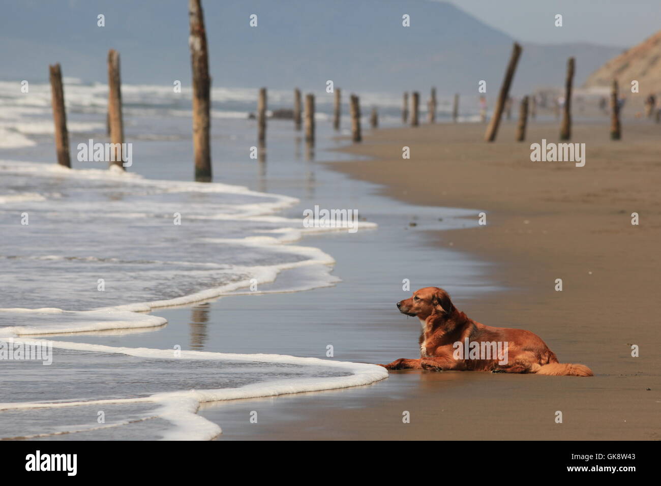 Il Golden Retriever cane si affaccia sull'Oceano Pacifico, Fort Funston, San Francisco, California Foto Stock