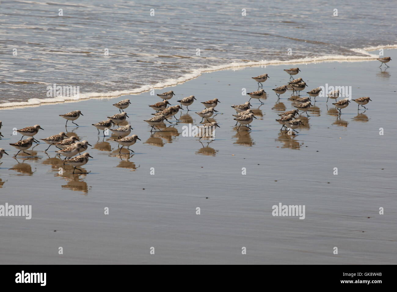Gruppo di Sanderlings Riva degli uccelli con riflessioni a Fort Funston Beach a San Francisco, California Foto Stock